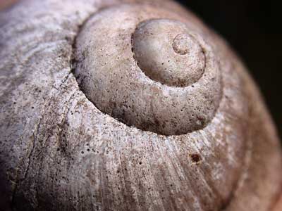 snail shell biomimicry