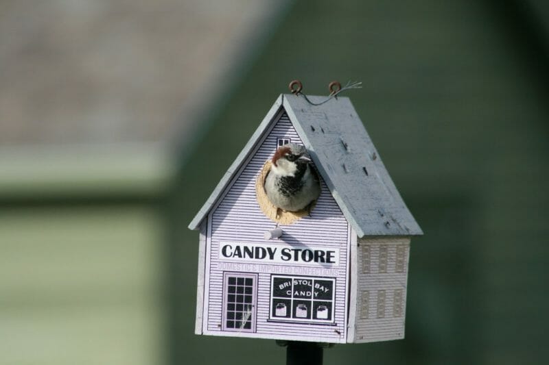 Bird House Plans